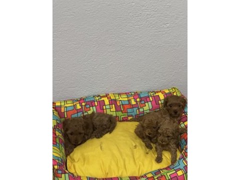 Teacup toy poodle
