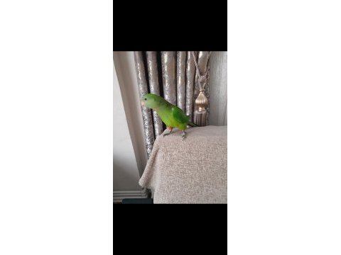 Barraband papağanı 7 aylık