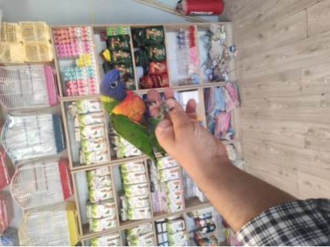 El besleme rainbow lori papağanlarımız gelmiştir