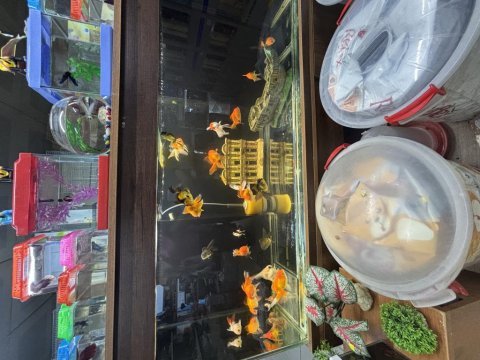 Oranda japon balığı
