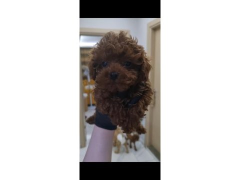 Kore yavrusu a kalite teacup toy poodle red brown yavrular
