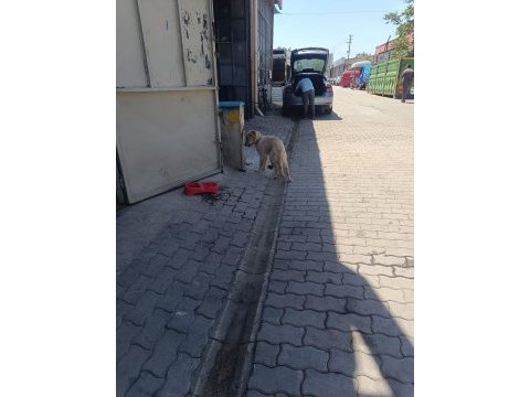 Köpeğe acil yuva arıyoruz sahiplendireceğiz