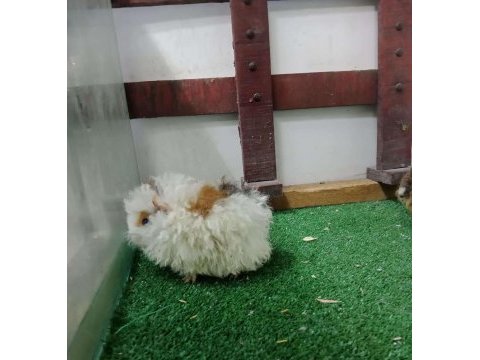Ginepig