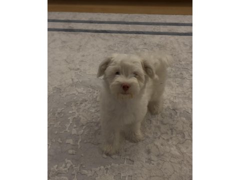 Yavru maltese terrier