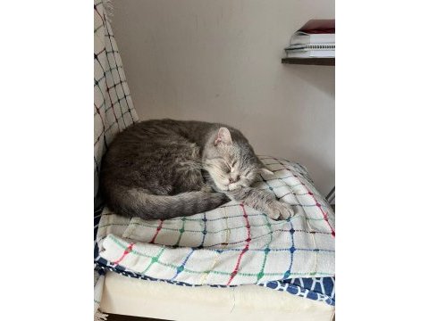 Scottish dişi kedi kısır 1 yaşında