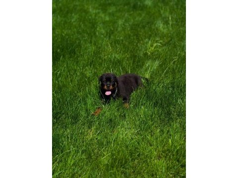Rottweiler köpeğimiz