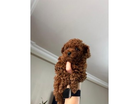Red brown poodle yavrularımız yeni yuvasını arıyor