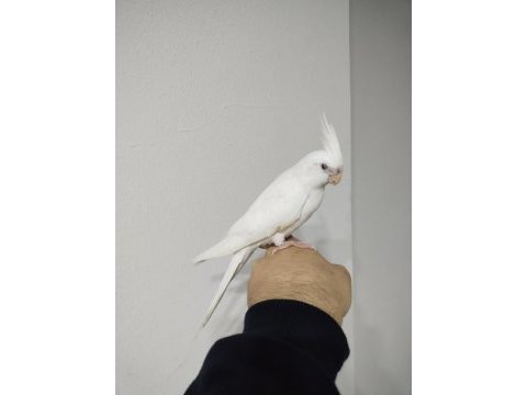 Yeni yeme düşmüş albino kırmızı göz sultanlar
