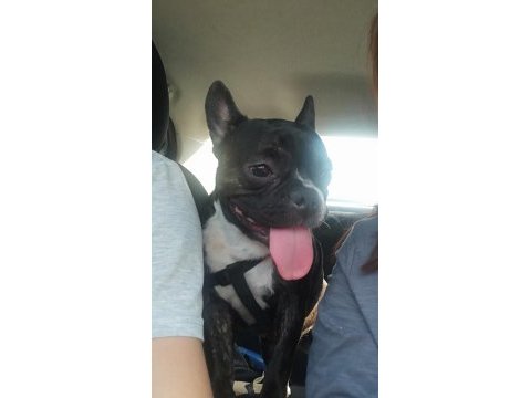 3 yaşında dişi french bulldog