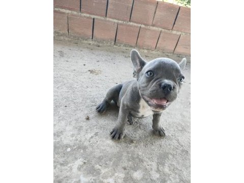 İzmir blue french bulldog yavru dişi erkek