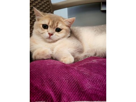 Blue golden dişi kedimiz