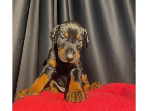 Safkan veterinerden garantili doberman yavruları