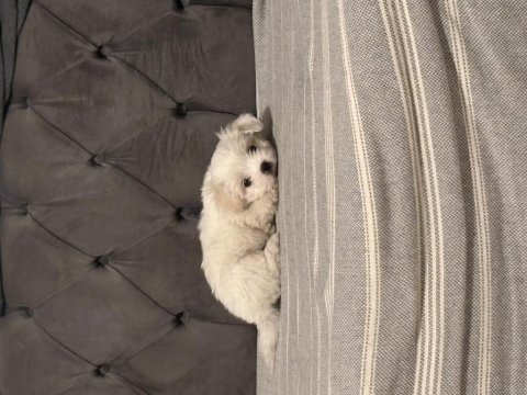 Tuvalet eğitimli maltese terrier
