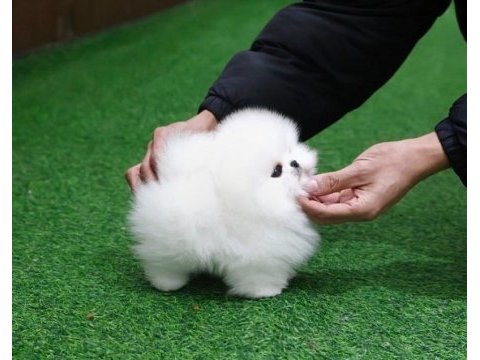 Erkek- dişi kar beyaz pomeranian yavrularımız