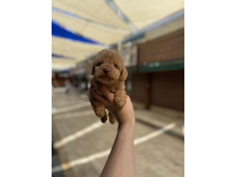 Hakiki orjinal (toy poodle)