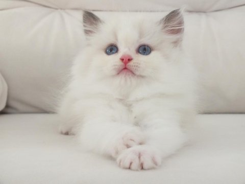 Full şecereli ragdoll yavruları
