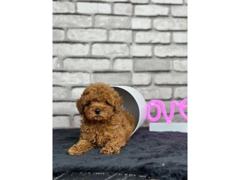Şecereli mikro cipli poodle yavrular