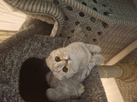 Yavru kedim scottish fold