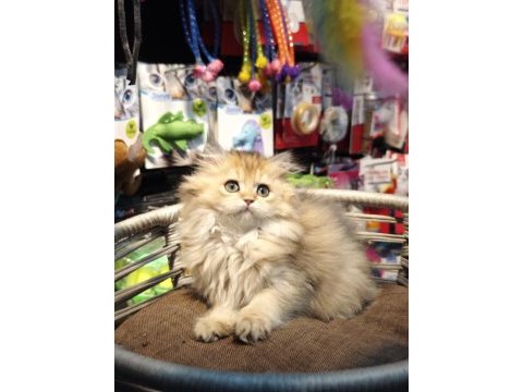 British longhair ny25 anne baba safkan yavrumuz dişi