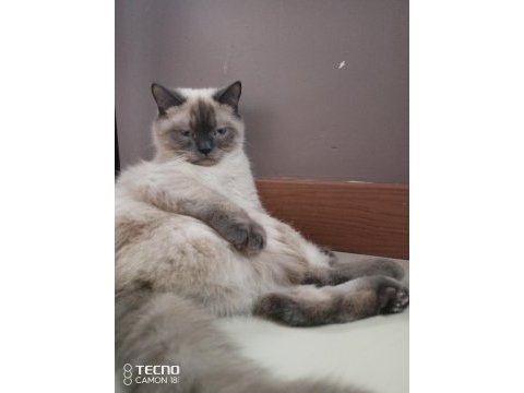 Kediler arası kavga şiddetli geçimsizlik nedeni ile