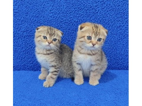 Teslime hazır mükemmel bir scottish fold yavrular