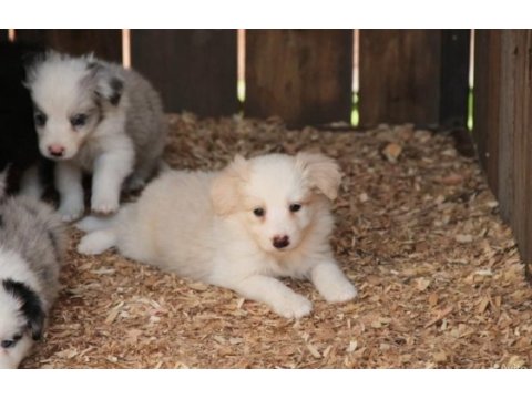Harika border collie bebekler