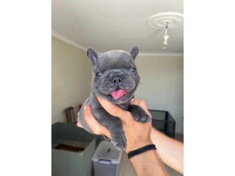 Teslime hazır blue bulldog yavrularım