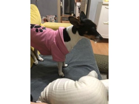 Acil çok özel pinscher minyatür