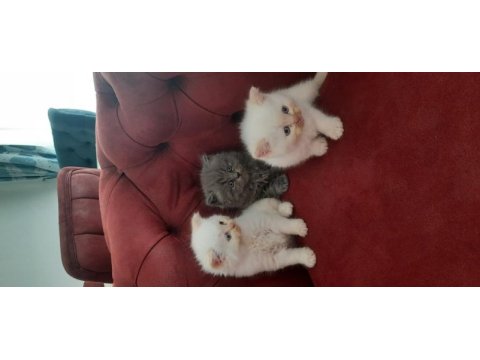 Safkan british shorthair 2 aylık yavru kediler