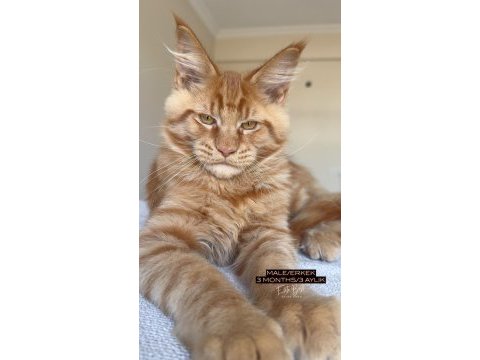 Her ile bizzat teslim xxl maine coon yavruları