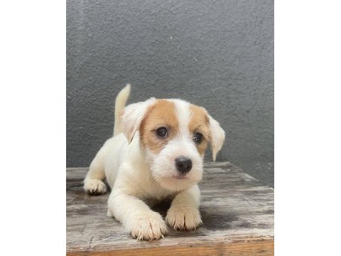Şecereli erkek jack russell terrier