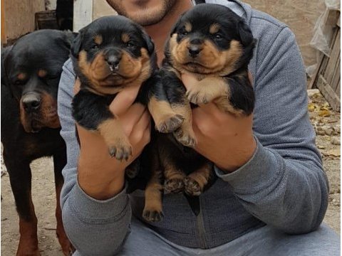 Irk garantili rottweiler yavrular