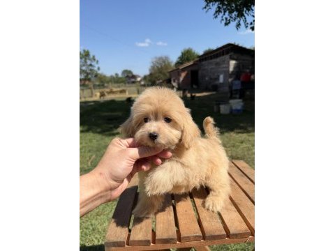 Güzeller güzeli maltipoo kızımız