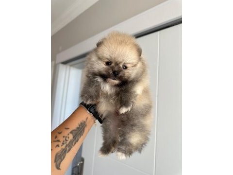 Rezerveye açık erkek pomeranian kardeşler