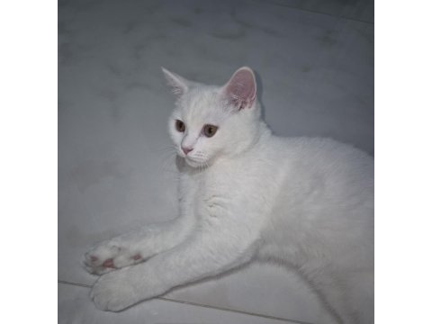 4 aylık beyaz erkek british shorthair