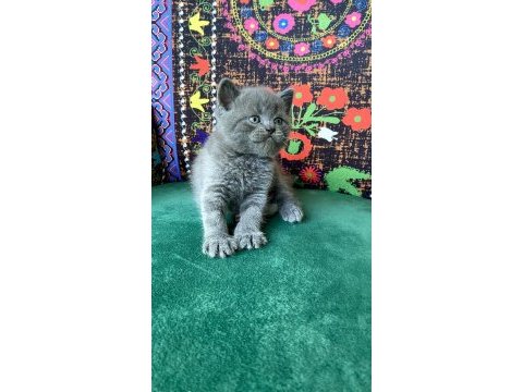 A+ kalite ayı kafa yavru kedimiz