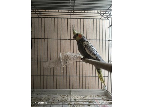Wifi ve pied 37 günlük sultan papağanı bebekler