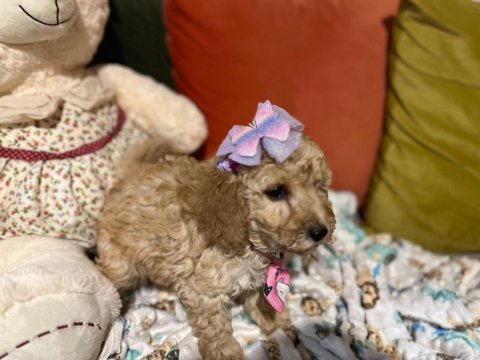 Bir avuç mutluluk poodle