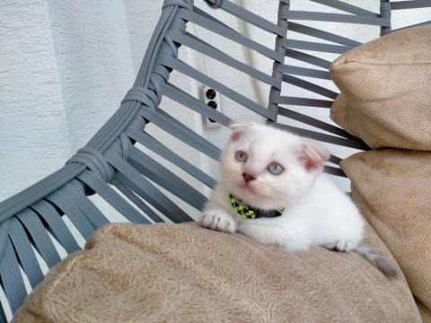 Kızımız yeni yuvasını arıyor scottish fold