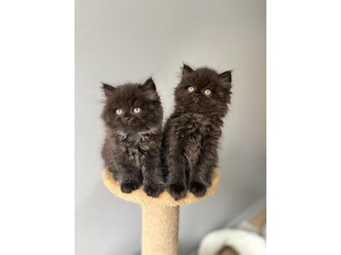 British longhair yavrularımız