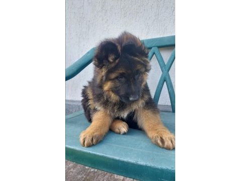 Saf kan alman çoban köpeği yavruları