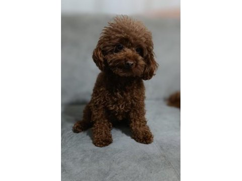 Kore poodle damızlık eşleme ilanı