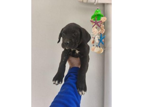 Cane corso yavruları
