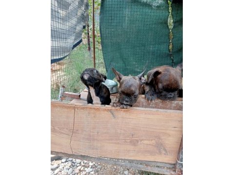 Full aşılı sağlık garantili french bulldog yavrular