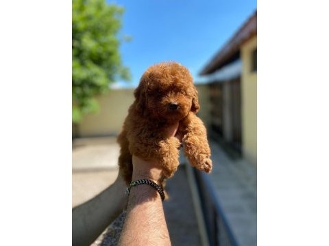 Koyu renk toy kore poodle yavrular