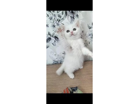 Gerçek bir dost kediyse istediğiniz tamda doğru yerdesiniz