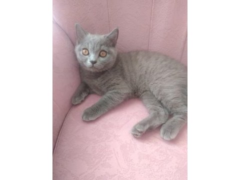 5 aylık british longhair yavru kedimiz sahiplendirme
