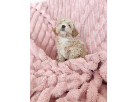 Kg garantili maltipoo