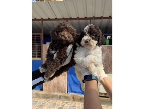 Portekiz su köpeği çok şirin yavrular 