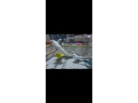 8 aylık muhabbet kuşlar